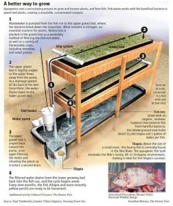 Aquaponic Gardening