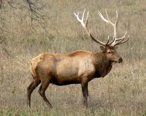 Making Elk Hamburger With Added Beef Fat
