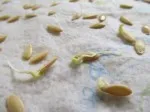 Testing Seed Germination Rates