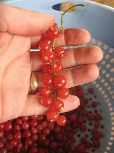 Super Easy Currant Jelly