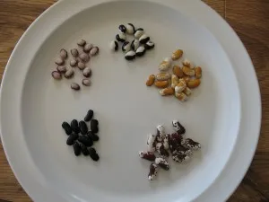 Growing and Harvesting Dry Beans