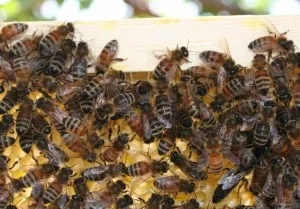 Bee Keeping Classes in Utah County, Early 2011