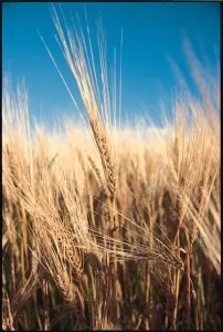 Soft White Wheat Available in Elk Ridge