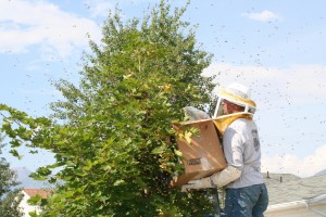Catching my first Swarm!!!