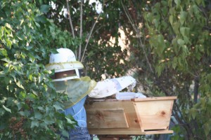 Picture of my 6 yr. old helping me install a swarm I caught.