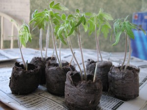 Rutgers Tomatoes grown from Survival Seed can