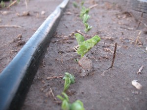 Peas from 2001 seed