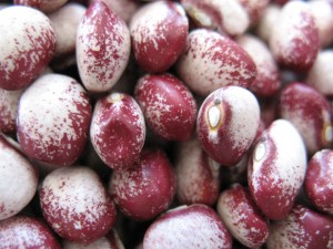 Mayflower Bean