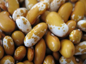 Jacob's Gold Cattle Bean