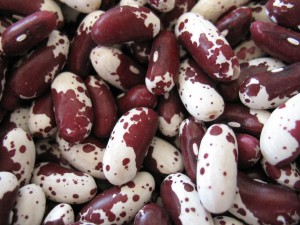 Jacob's Cattle Bean
