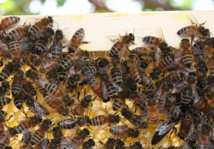 Bee Keeping Classes in Utah County, Early 2011
